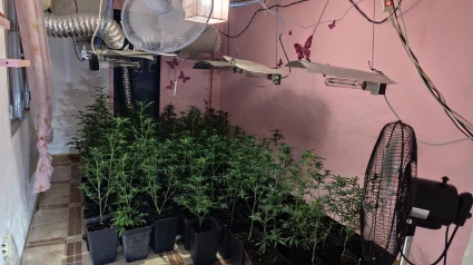 Plantación de marihuana en Puente Genil