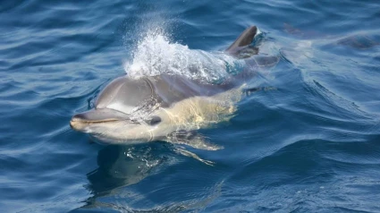 Delfines en el Puerto de Barcelona