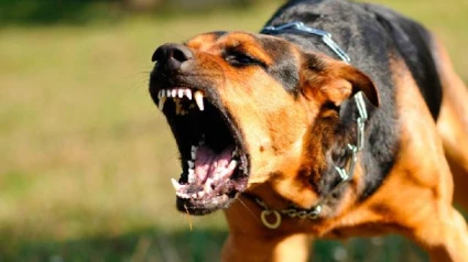 Investigado por un delito de maltrato animaltras causar dos perros de su propiedad lamuerte de otro animal