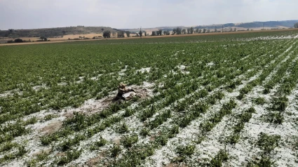 Carlos, uno de los agricultores afectados, nos cuenta en Mediodía en COPE