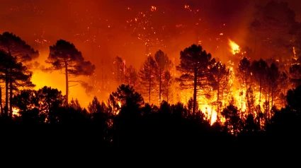 Los incendios forestales cada vez tienen mayores consecuencias