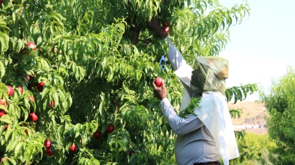 Un temporer cull nectarines en un camp d'Aitona amb màniga llarga i una gorra al cap per protegir-se de la calor i els mosquits.