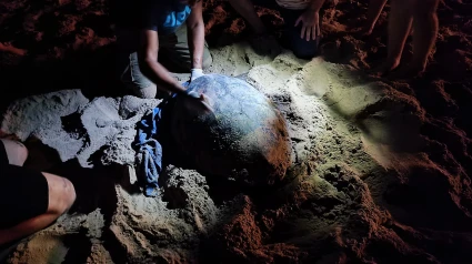 Imagen de la tortuga boba que ha puesto 79 huevos esta madrugada en Arenales del Sol.
