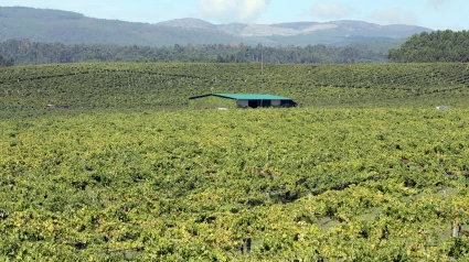 Lo encontraron enterrado en una finca gallega y acordaron no contárselo a nadie: años después, alguien lo denunció y la historia salió a la luz