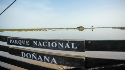 Marisma del Coto de Doñana