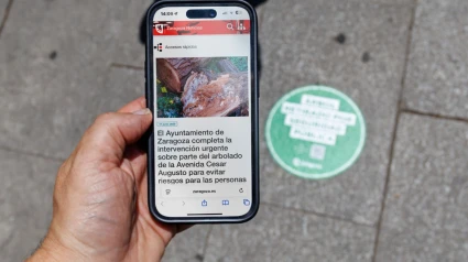 ¿Qué está pasando en los árboles de Zaragoza?