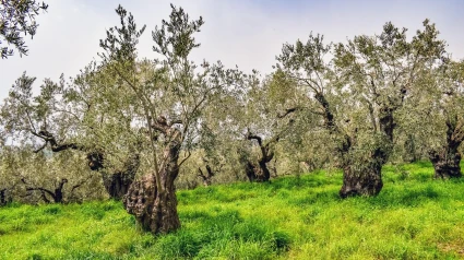 Alerta en La Loma Alta: el olivar redobla esfuerzos para frenar la plaga del algodoncillo