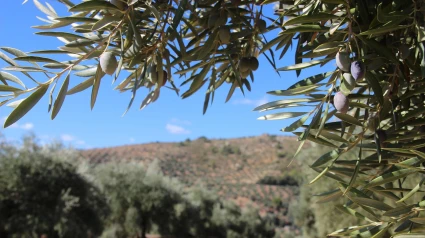 Ciencia andaluza contra una plaga europea: Jaén lidera la lucha contra la Xylella fastidiosa