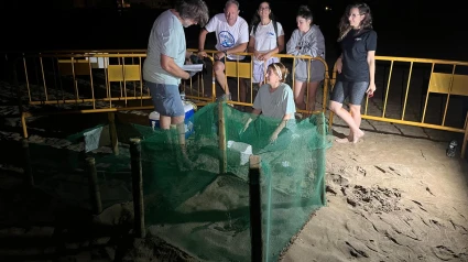 Equipo de especialistas custodiando la zona de nidificación de la tortuga boba Diana