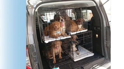 Perros rescatados en Águilas por la Policía Local en una imagen difundida en sus redes sociales