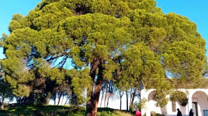 Pino de Fuentepiña en Moguer
