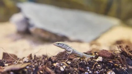 Lagartija de las Pitiusas