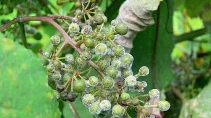 Sembralia
