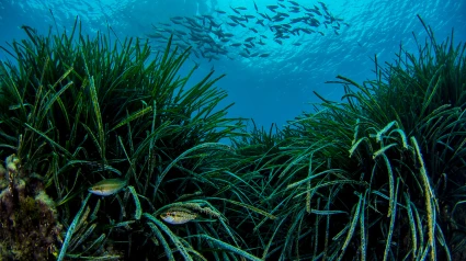 Una pradera de posidonia