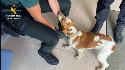 Así fue el rescate de un perro en una balsa de riesgo