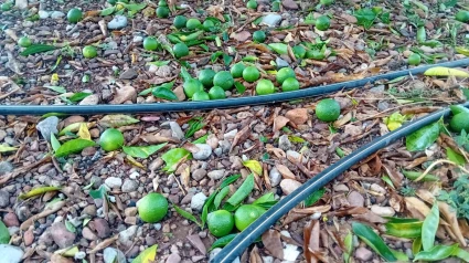 Efectos del granizo en campos agrícolas de Castellón