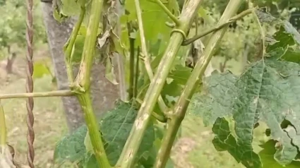 Daños en viñedo (Archivo)