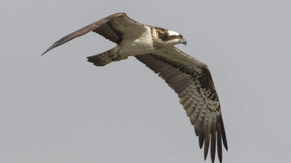 15/07/2025 Ejemplar de águila pescadora liberada en 2023 y que ha vuelto al parque natural de La Marjal de Pego-Oliva.El parque natural de La Marjal de Pego-Oliva acaba de recibir una docena de crías de águila pescadora que forman parte del proyecto de reintroducción en la Comunitat Valenciana de esta especie que está en peligro de extinción. Los doce pollos han viajado esta semana desde Inverness (Escocia), supervisados por técnicos de la Fundación Migres y la Roy Dennis Wild Foundation.SOCIEDAD IBERDROLA