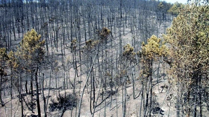 20 aniversario del incendio de Guadalajara: ¿qué hemos aprendido?