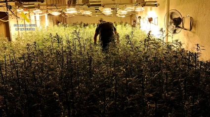 Laboratorio de marihuana desmantelado en Castellón por la Guardia Civil