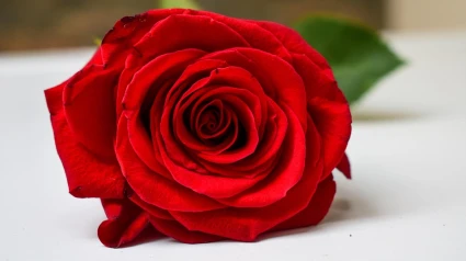 El nombre precedente de planta más utilizado en nuestro país es Rosa