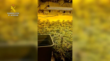 Plantación de marihuana en Nacimiento.