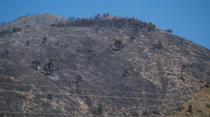 Buena evolución del incendio de Ibi (Alicante), ya sin llamas aunque se teme por el viento