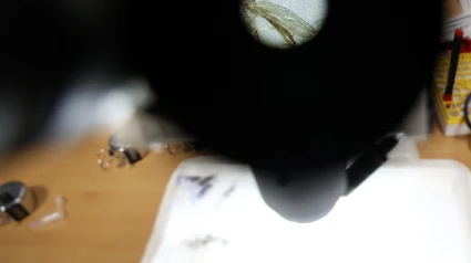 Mosquito microscopio