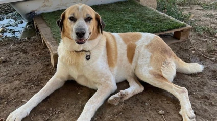 Un perro en adopción