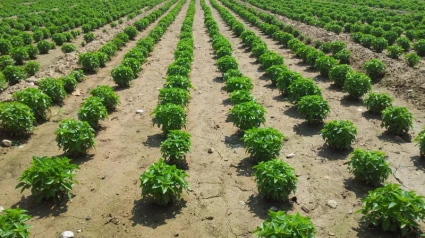 Plantación de albahaca