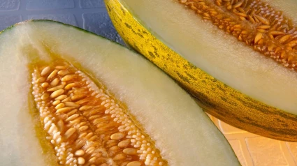 Melón piel de sapo