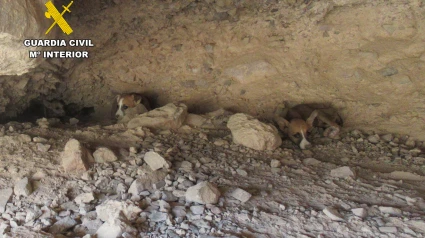 Imagen de los perritos en la cueva