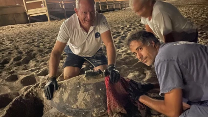 Diana, la tortuga ya afincada en Dénia, vuelve para su cuarta puesta de huevos