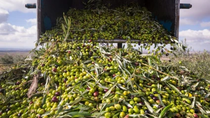 El proyecto europeo OLinWASTE creará una biorefinería integrada de cero emisiones para los residuos de las almazaras