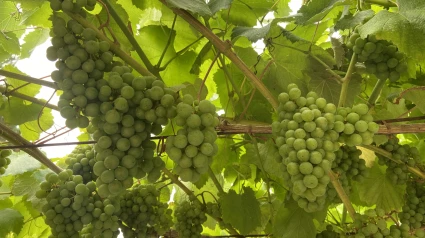 Viñedo con uvas de la variedad Albariño