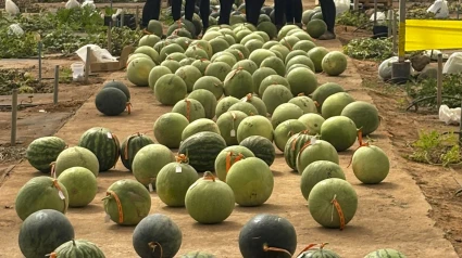 Desarrollo sandia