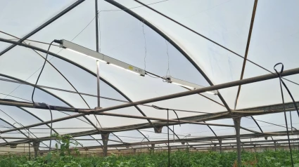 Cultivo en invernadero donde ha trabajado el Grupo Operativo Smali.