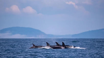 Orcas en el mar