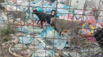 Criadero ilegal de perros.