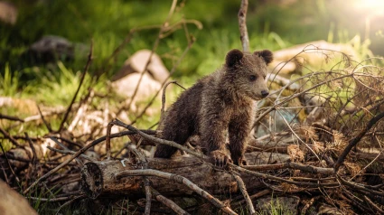 Alba, la osezna rescatada en 20219, llega a León