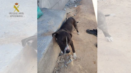 Ares, perro atado en Valdepeñas