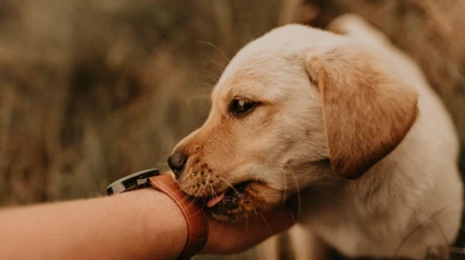 Un perro lame la mano de su dueño