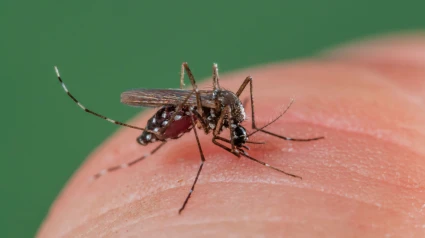 Hembra del mosquito tigre asiático (Aedes albopictus) picando piel humana y alimentándose de sangre para reproducir una nueva puesta. Especie invasora, potencialmente portadora de enfermedades en todo el mundo, fotografiada en Cataluña, España.