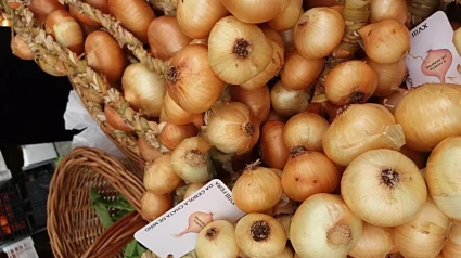 Cebola chata de Miño
