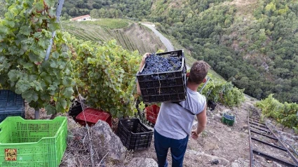 Los viticultores de la Ribeira Sacra tienen que salvar grandes pendientes, para la cual emplean en algunas fincas un sistema de raíles