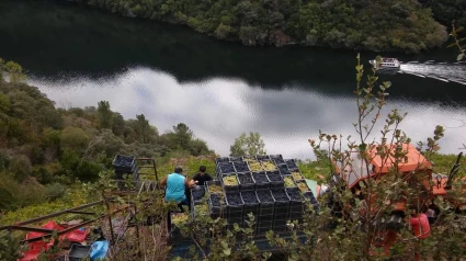 El presidente del consejo regulador Ribeira Sacra opina que la utilización de drones puede facilitar el trabajo de los viticultores durante la vendimia