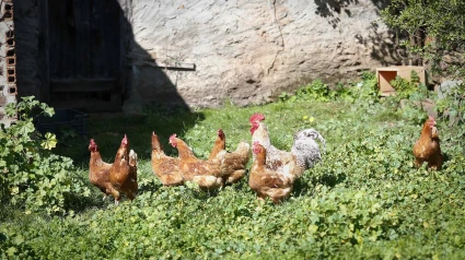 Varias gallinas y un gallo en un corral