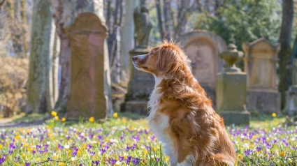 Foto de archivo de un perro en un cementerio