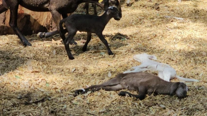 Corderos muertos por la enfermedad