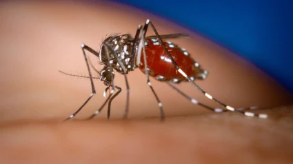 Noticia Chikungunya
